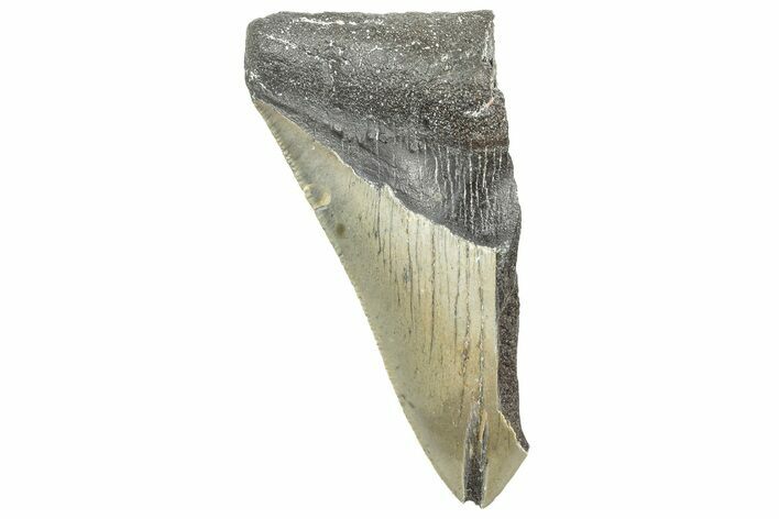 Partial Megalodon Tooth - South Carolina #320720